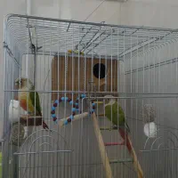 طوطی گرینچیک