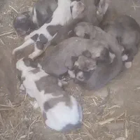 توله سگ سرابی