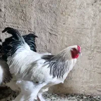 تخم مرغ برهما لایت اصل