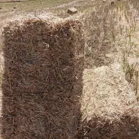 کاه کاه کاه فقط گندم