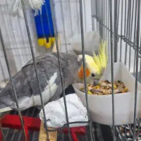 عروس هلندی مولد