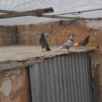 کفتر رنگی