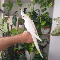 طوطی عروس هلندی