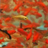 ماهی قرمز طعمه اردک
