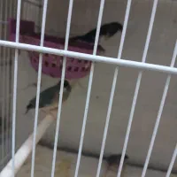 فنچ گلدین جوجه|پرنده|تهران, سبلان (لشگر)|دیوار