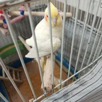 عروس هلندی های نر و ماده دستی