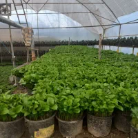 فروش سبزه نارنج عید