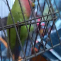 طوطی برزیلی بالخ نر|پرنده|رشت, جانبازان|دیوار