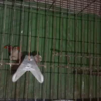 فنچ کینگ باجوجه