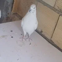 کبوتر کل دم سیاه عروس