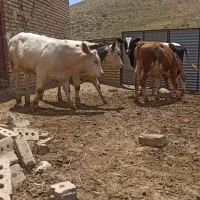 گوساله سمینتال