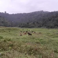 چوپان جهت چرای گوسفند