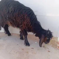 بیگ