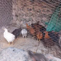 جوجه محلی اصل
