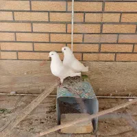یک جفت تهرونی .
