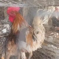 فروش خروس محلی سالم و درجه یک