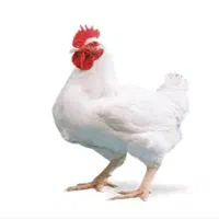 کالابرگ مرغ زنده