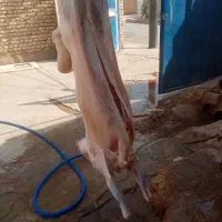 گوشت بره
