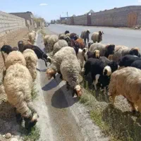 50یا 100 راس میش و بره چکی