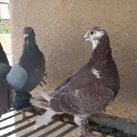 6عدد پلاکی