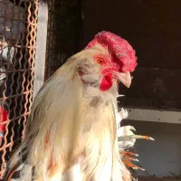 خروس گلین عشایری