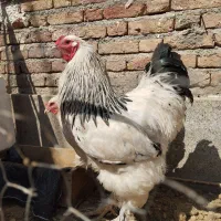 برهما لایت کلکسیون اصیل