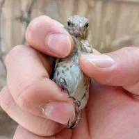 3تا جوجه سهره باهم ،قناری