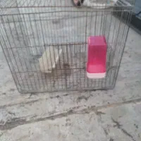 قفس پرنده