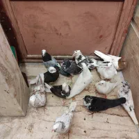 چندتا کفتر فقط یکجا