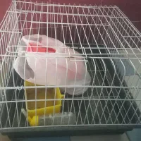 قفس خرگوش