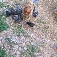 سلام.۱عدد مرغ ۶تا جوجه