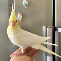 عروس هلندی دوماهه تازه دونخور شده