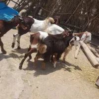 کهره چپش گیسه چاق