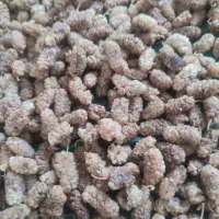 توت خشک خوشمزه ابرده