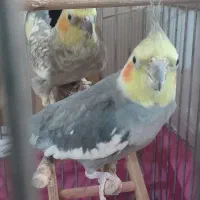 عروس هلندی جفت نرو ماده تخم گذار سخنگو