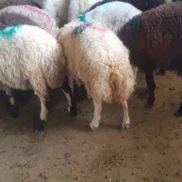گوسفند زنده مکان مجهز شهرداری