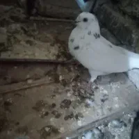کبوتر