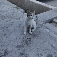 سلام گربه خانگی جهت واگذاری رایگان