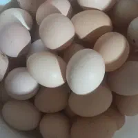 تخم مرغ محلی