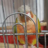 طوطی نر گرینچیک آنانسی دبل رد