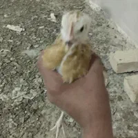 جوجه ۶۰روزه