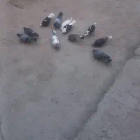 کبوتر شازده