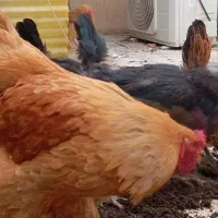 تخم نطفه دار برهما