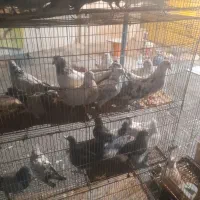 حراج کبوتر حراج حراج دانه ۱۰۰ هزار
