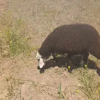 بره شیر مست