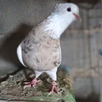 فروش طوقی هفت رنگ شکلاتی