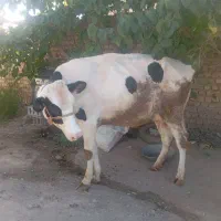 گاو گوساله