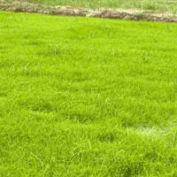 نشاء برنج