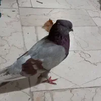 چند نوع کبوتر