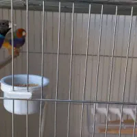 فنچ گلدین‌ و نرگسی